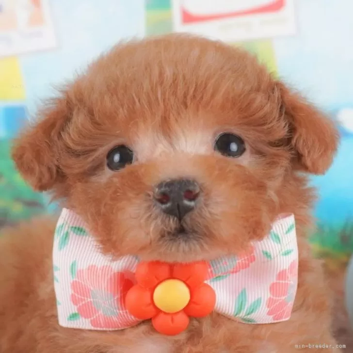 ID:2503-01481の子犬