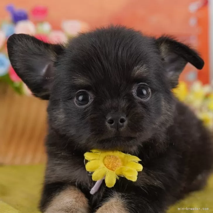 ID:2412-06498の子犬