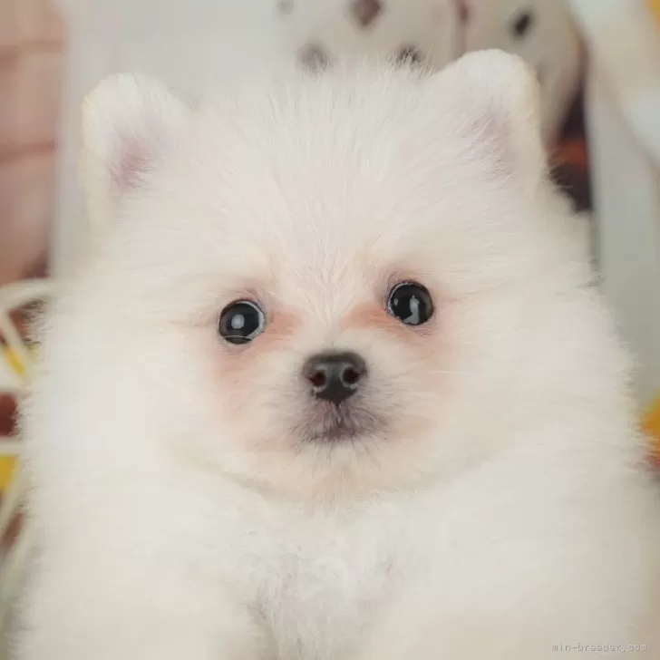 ポメラニアン【東京都・男の子・2025年8月27日・クリーム】の写真1「✨️ワクチン、健康診断、マイクロチップ代含む総額表示✨️」