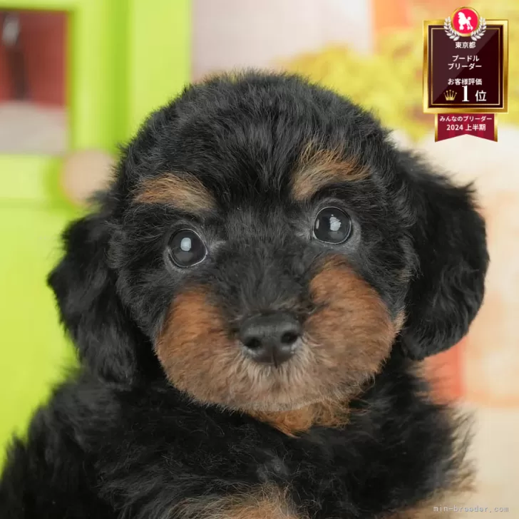 ID：2508-01678の子犬