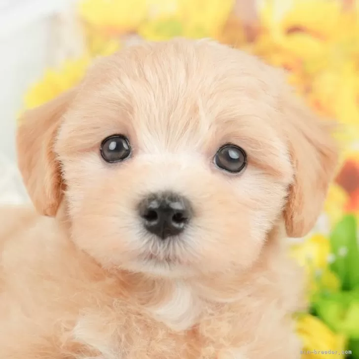 ID:2503-05269の子犬