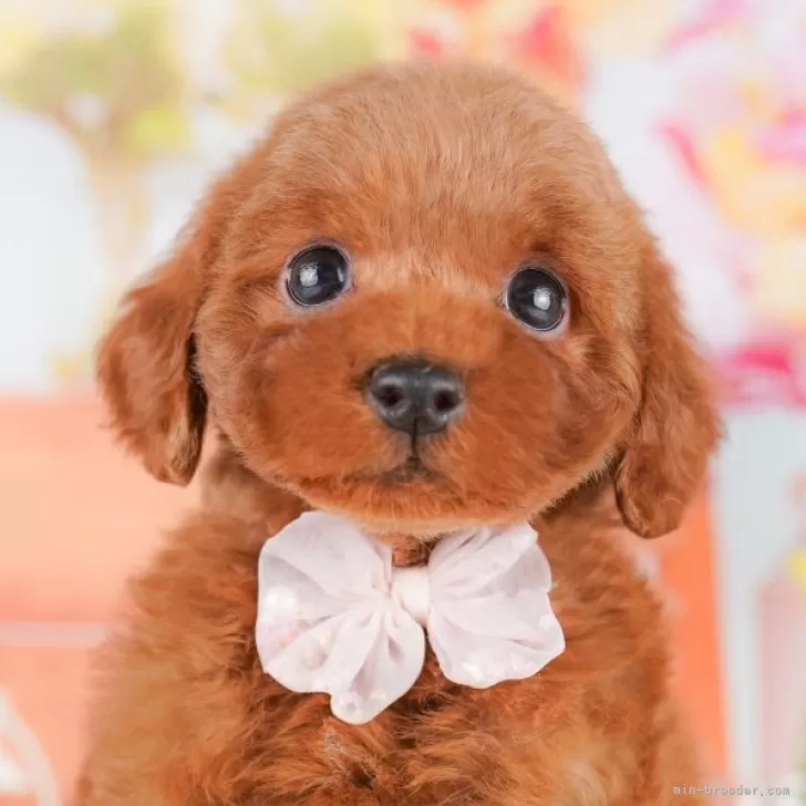 Y.N 様のお迎えした子犬