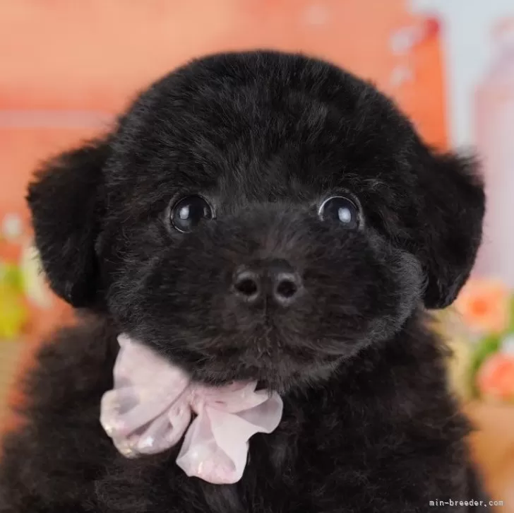 K.K 様のお迎えした子犬