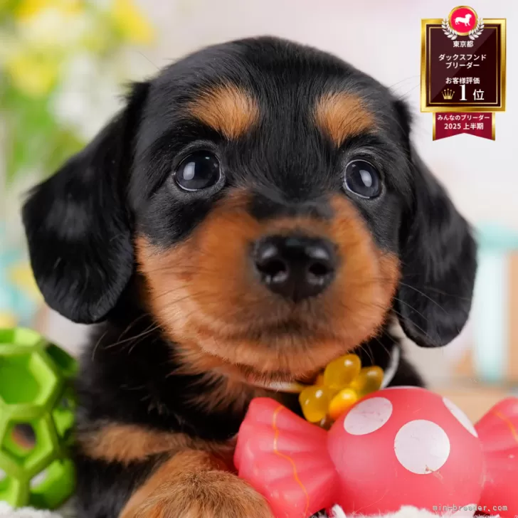 ID：2508-03680の子犬