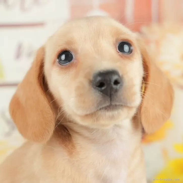 ID:2504-05811の子犬