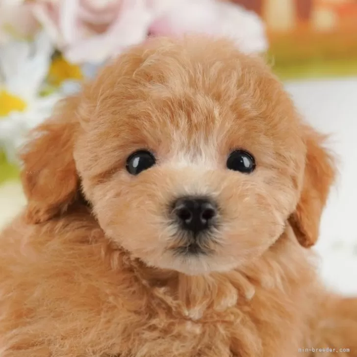 ID：2509-06843の子犬