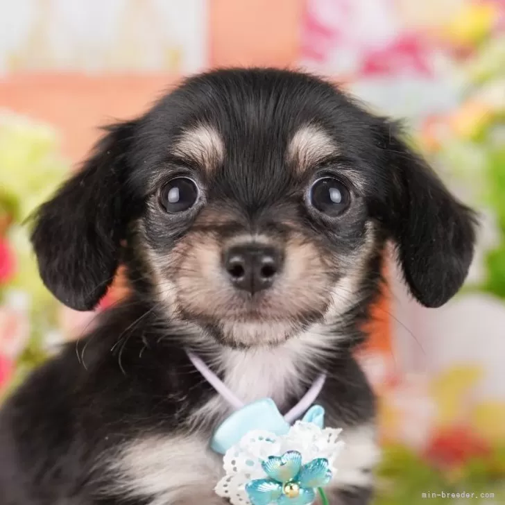 ID:2506-04954の子犬