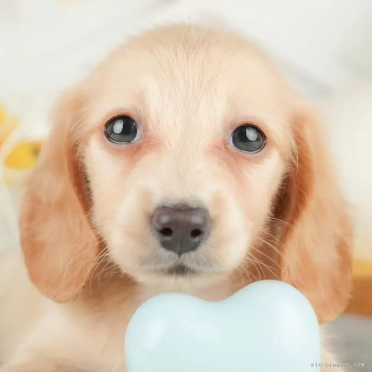 Y.I 様のお迎えした子犬