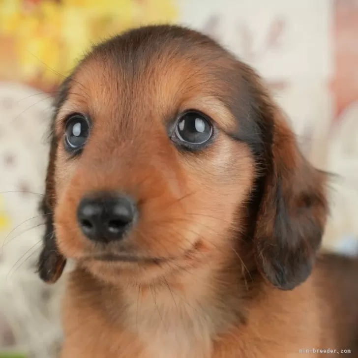 M.M 様のお迎えした子犬
