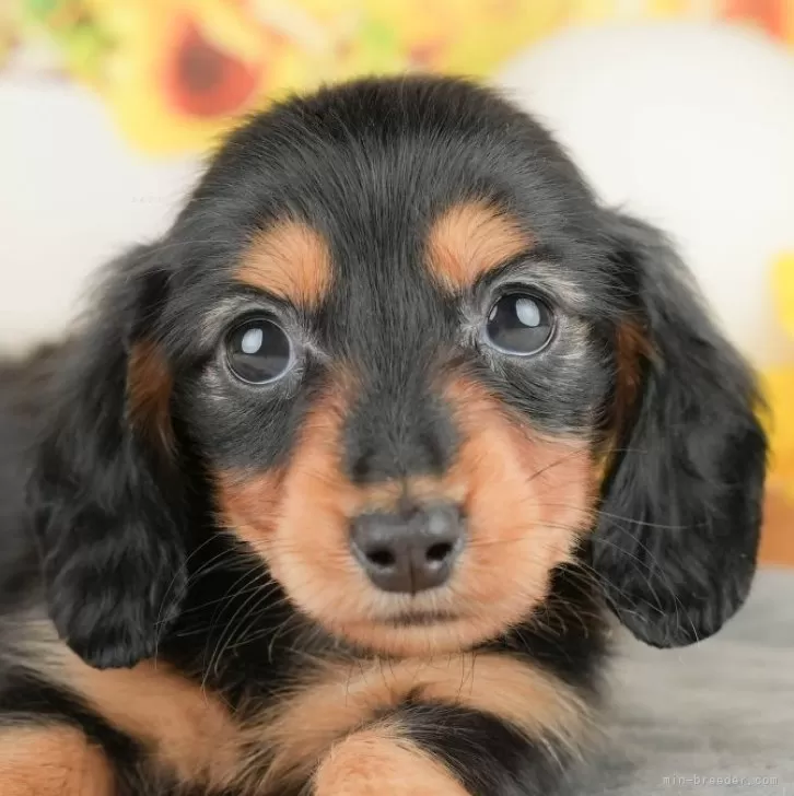 ID:2503-07069の子犬