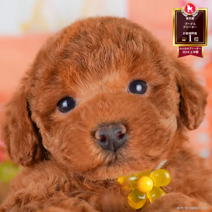 A.O 様のお迎えした子犬