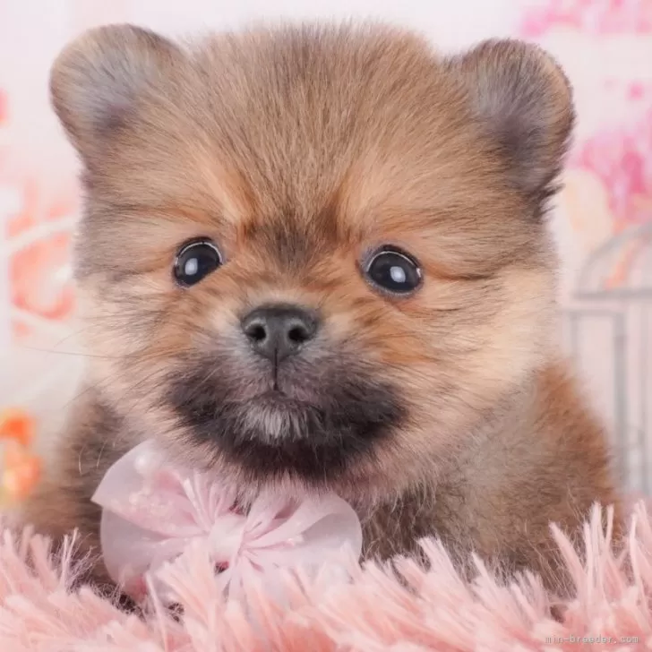 ID:2503-05265の子犬