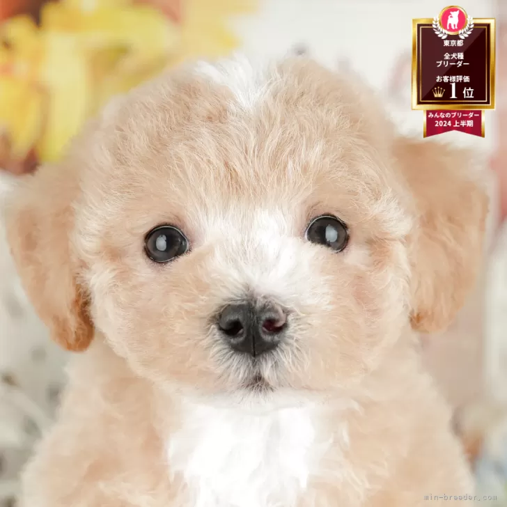 ID:2506-02941の子犬