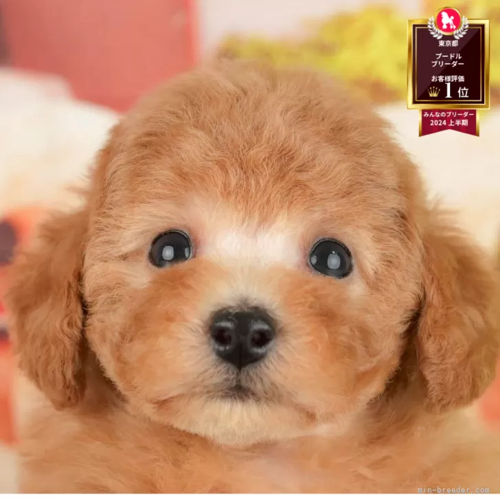 ID:2508-03689の子犬