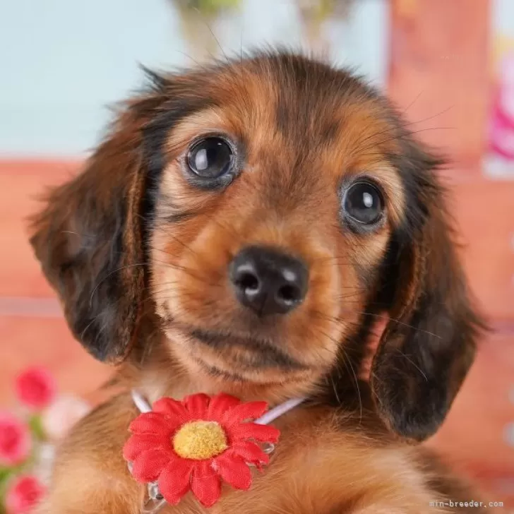 ID：2411-03196の子犬