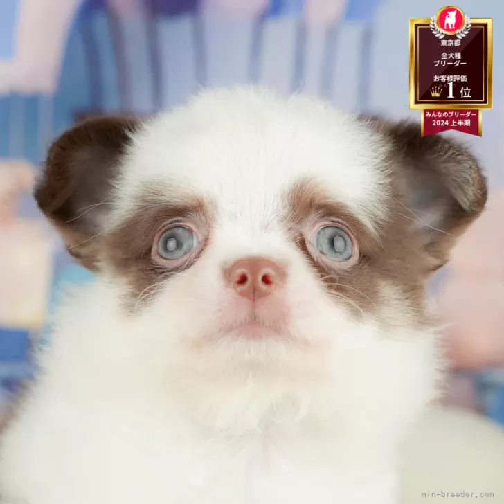 チワワ(ロング)【東京都・男の子・2025年7月9日・パーティー】の写真1「✨️ワクチン、健康診断、マイクロチップ代含む総額表示✨️」