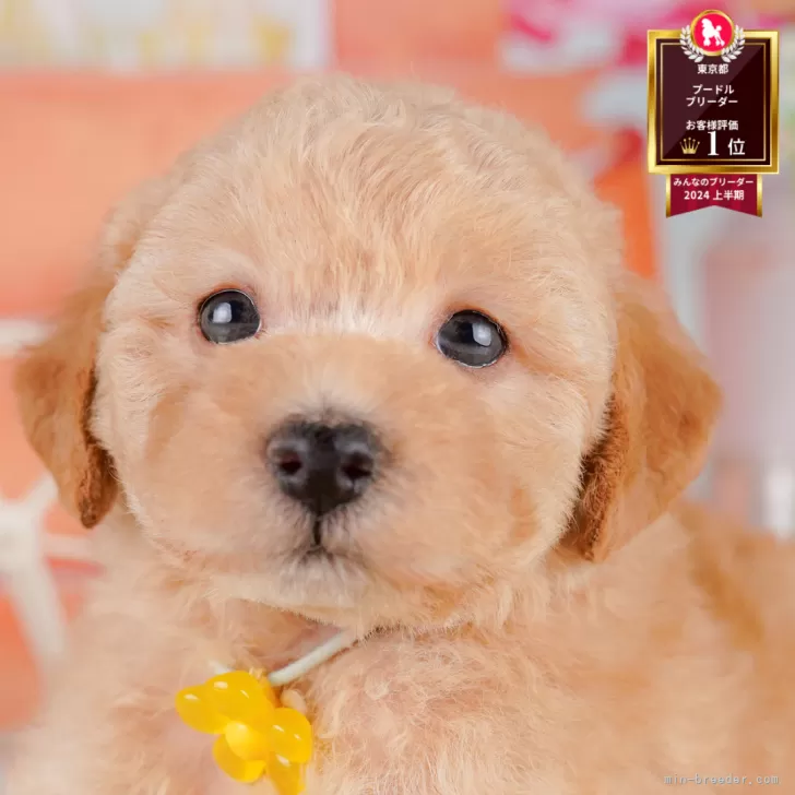 S.O 様のお迎えした子犬