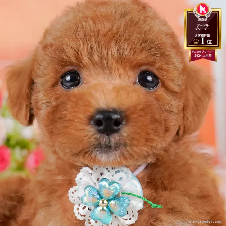 ID:2507-02755の子犬