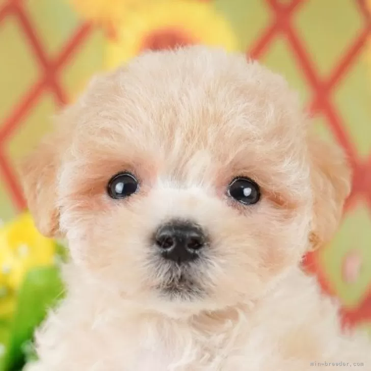 やまゆ 様のお迎えした子犬