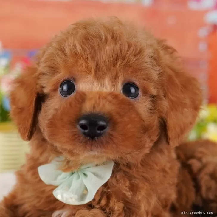ID:2412-00803の子犬