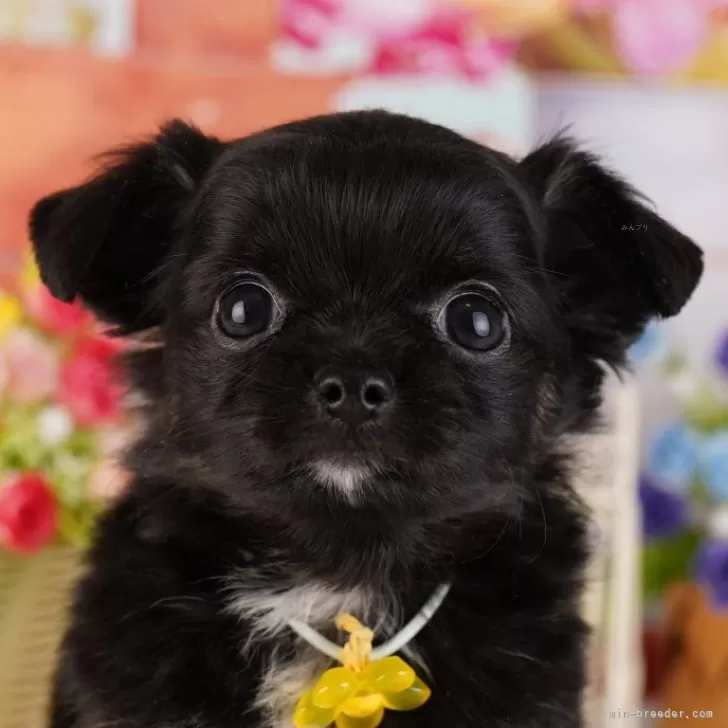 ID：2412-02684の子犬