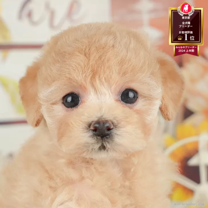 トイプードル❤️ハンドメイド❤️　　　　　　　　　　　　　　　お迎え決まりました トイプードル、マルプー トイプードル❤️ハンドメイド