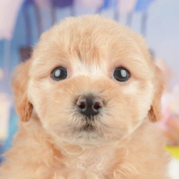 ビションプープー(トイプードル×ビションプー)【東京都・男の子・2025年1月24日・アプリコット】の写真「【総額表示】スポーツボーイ！いっぱい走るよ♪」