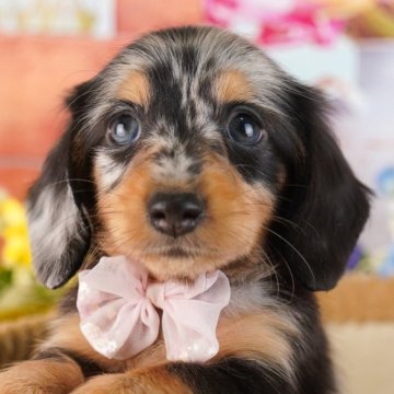 カニンヘンダックスフンド(ロング)【東京都・女の子・2024年10月23日・シルバーダップル】の写真「【総額表示】珍しい毛色が自慢✨」