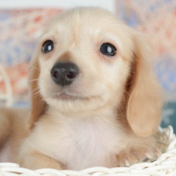 カニンヘンダックスフンド(ロング)【東京都・男の子・2025年8月10日・クリーム】の写真「むにむにお口が可愛い！優しいお顔の男の子🌟」