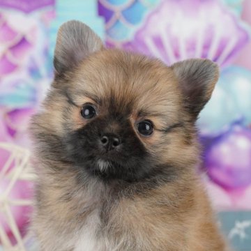 ポメチワ(チワワ×ポメラニアン)【東京都・女の子・2025年8月5日・オレンジ】の写真「全頭🐶社会科トレーニング中🌟🌟」