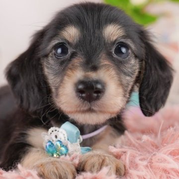 ミニチュアダックスフンド(ロング)【東京都・女の子・2025年6月17日・ブラック&タン】の写真「短足あんよが可愛すぎる美少女ちゃん💕」