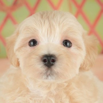 マルプー(マルチーズ×トイプードル)【東京都・男の子・2025年3月4日・クリーム】の写真「【総額表示】きょうだいが大好き🥰甘えん坊くん！」