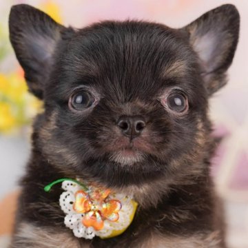 チワワ(ロング)【東京都・女の子・2025年7月1日・ブラックタン&ホワイト】の写真「全頭🐶社会科トレーニング中🌟」