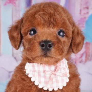 トイプードル(トイ)【東京都・男の子・2025年8月3日・レッド】の写真「甘え上手なあざとい男の子💕」