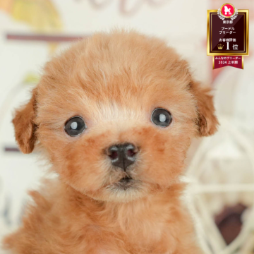 アプリコットのトイプードル(トイ)の子犬を探す｜ブリーダー直販