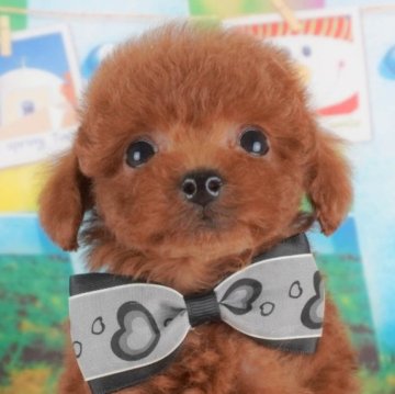 トイプードル(トイ)【東京都・男の子・2024年12月30日・レッド】の写真「【総額表示】もこもこのイケメンくん✨」