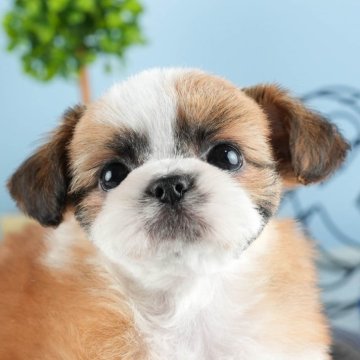 シーズー【東京都・男の子・2025年3月6日・ホワイト&ゴールド】の写真「【総額表示】マイペースな性格の男の子✨」