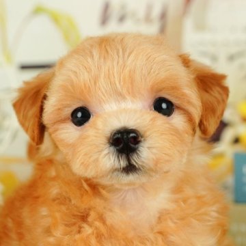 マルプー(マルチーズ×トイプードル)【東京都・女の子・2024年9月22日・アプリコット】の写真「【総額表示】ぴょこぴょこ元気な女の子です💑」