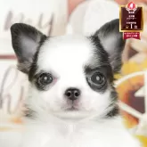 チワワ(ロング)