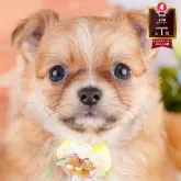 チワワ(ロング)