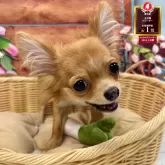 チワワ(ロング)