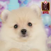 ポメラニアン