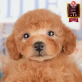 トイプードル(トイ)