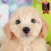 トイプードル(トイ)