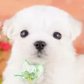 マルチーズ