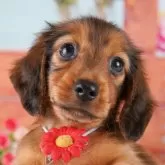 カニンヘンダックスフンド(ロング)【東京都・男の子・2024年9月20日・シェーデッドレッド】の写真1「✨ワクチン、健康診断、マイクロチップ代含む総額表示✨」