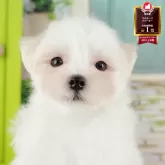 マルチーズ