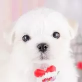 マルチーズ