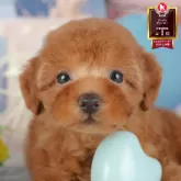 トイプードル(トイ)