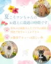 トイプードル(トイ)【東京都・男の子・2025年6月15日・レッド】の写真2「夏休みシーズンはワンちゃんと一緒に過ごして絆を深める絶好の季節です🍉お問合せお待ちしております♫」